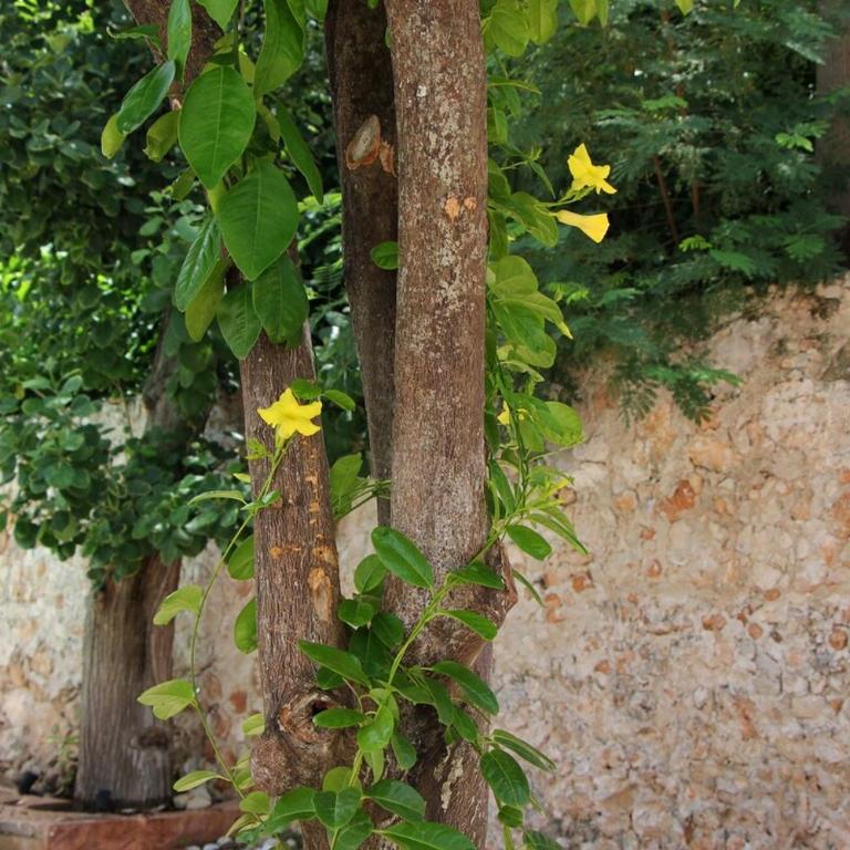 Charming and private with a pool in Merida Centro - Three-Bedroom House - 2