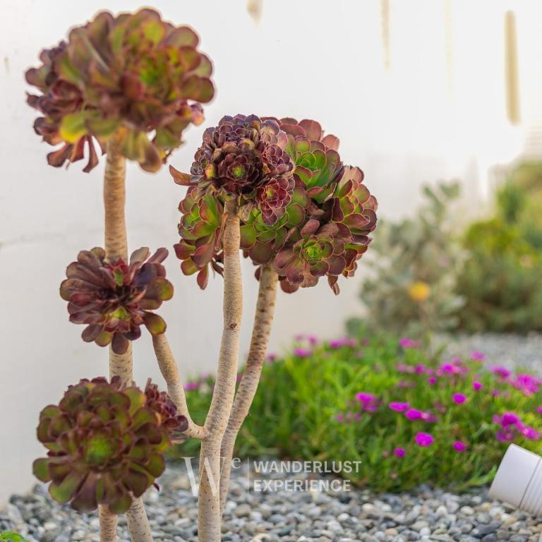 Wanderlust Experience Costa Sud - Appartamento con 1 Camera da Letto, Vista Mare e Terrazza - 15