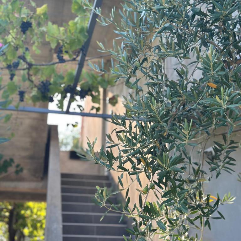 Apartments Tijana - Apartman sa 1 Spavaćom Sobom - 16