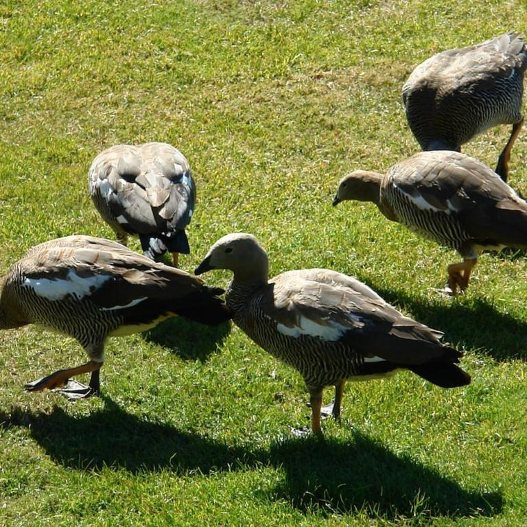 Departamento con vista al lago cerros y parque - Apartamento Loft de 1 dormitorio - 45