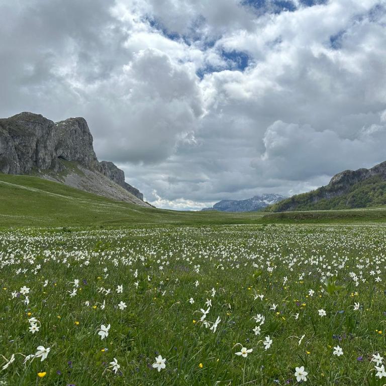 Vila Andjelina - Kuća sa 2 Spavaće Sobe - 9