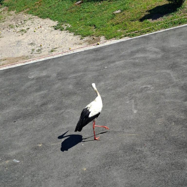 Apartman Ventus - Apartman sa 1 Spavaćom Sobom - 6