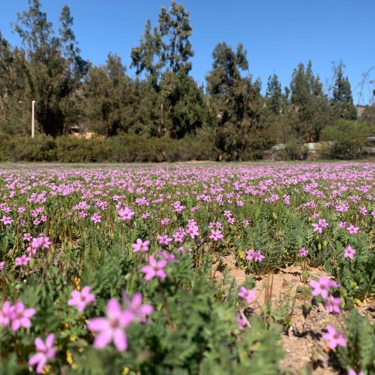 Cabaña en Vallenar - Two-Bedroom Apartment - 14