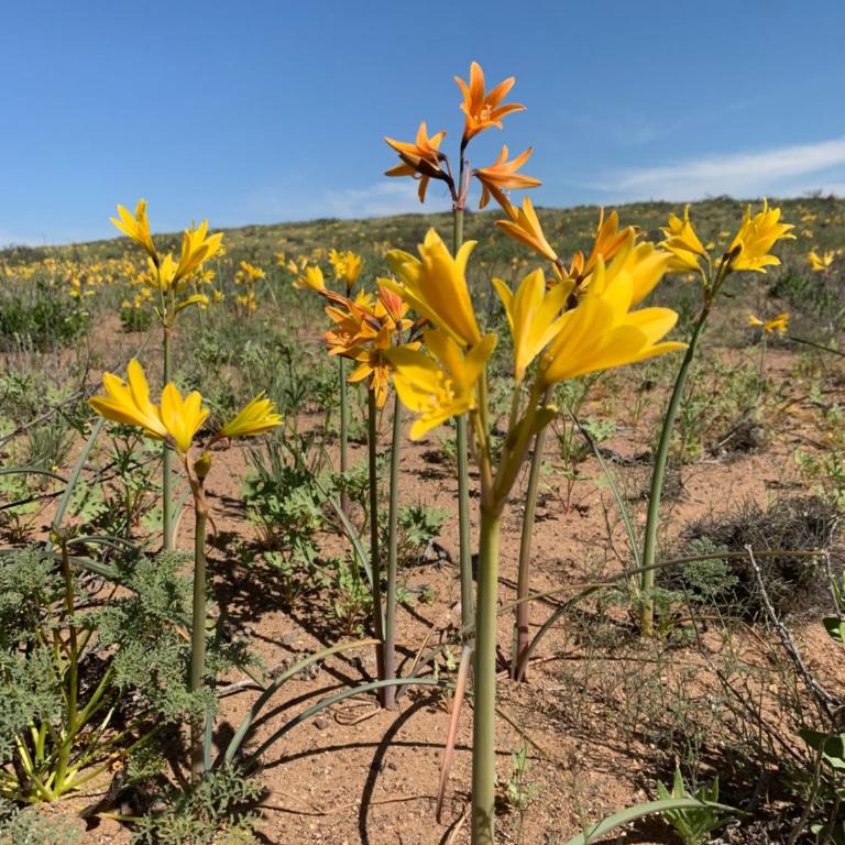 Cabaña en Vallenar - Two-Bedroom Apartment - 13