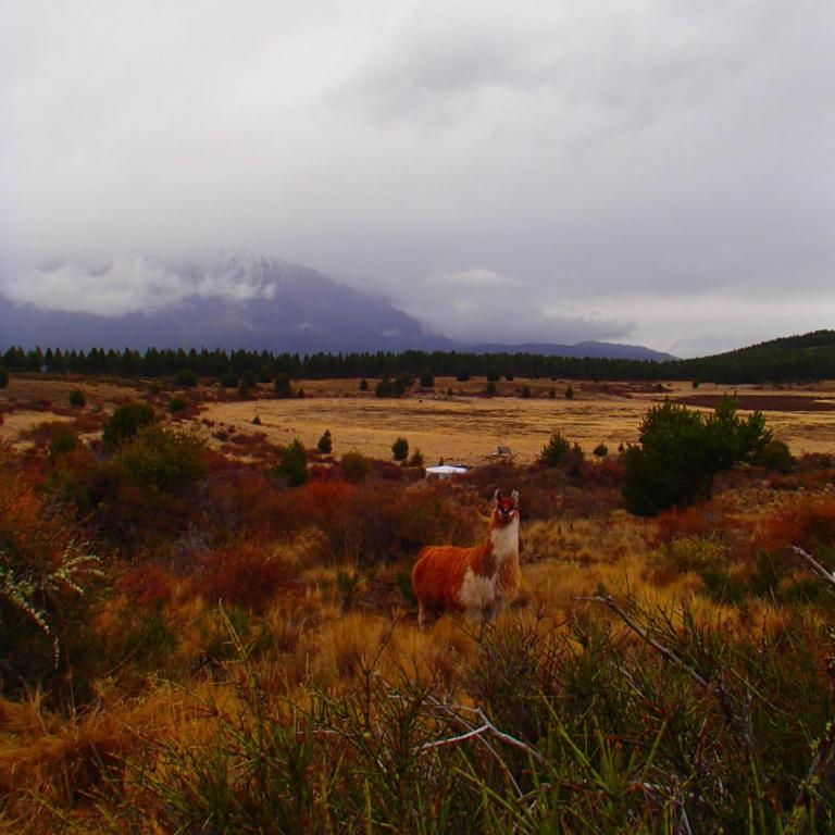 Tierra de Guanacos - casa en la naturaleza - Chalet de 3 dormitorios - 3