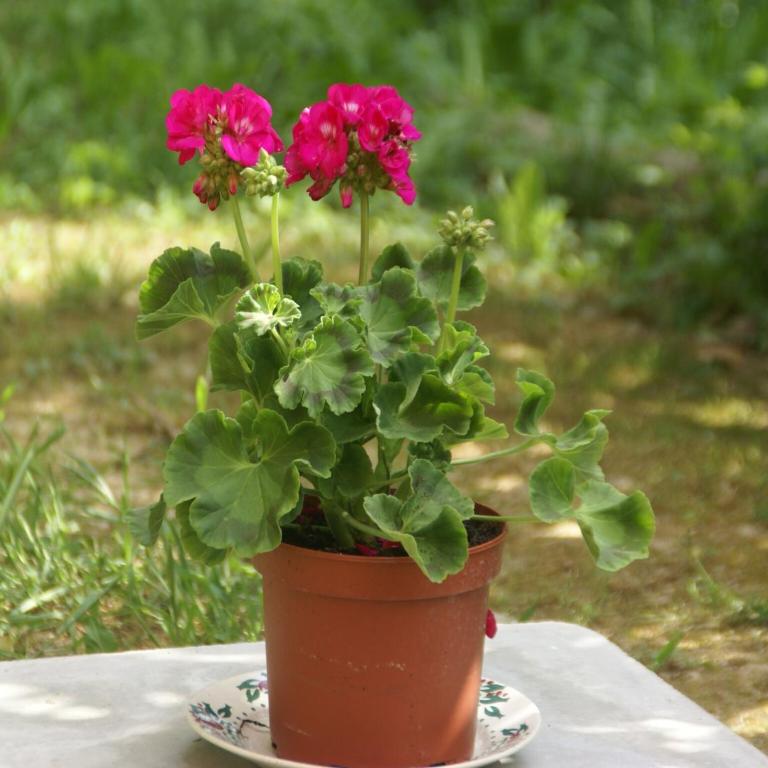 Peaceful Garden Retreat, Berre - Maison de Vacances 1 Chambre - 40