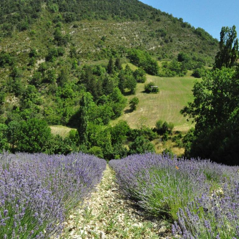 Farmhouse in Carpentras with Pool - Villa 2 Chambres - 34