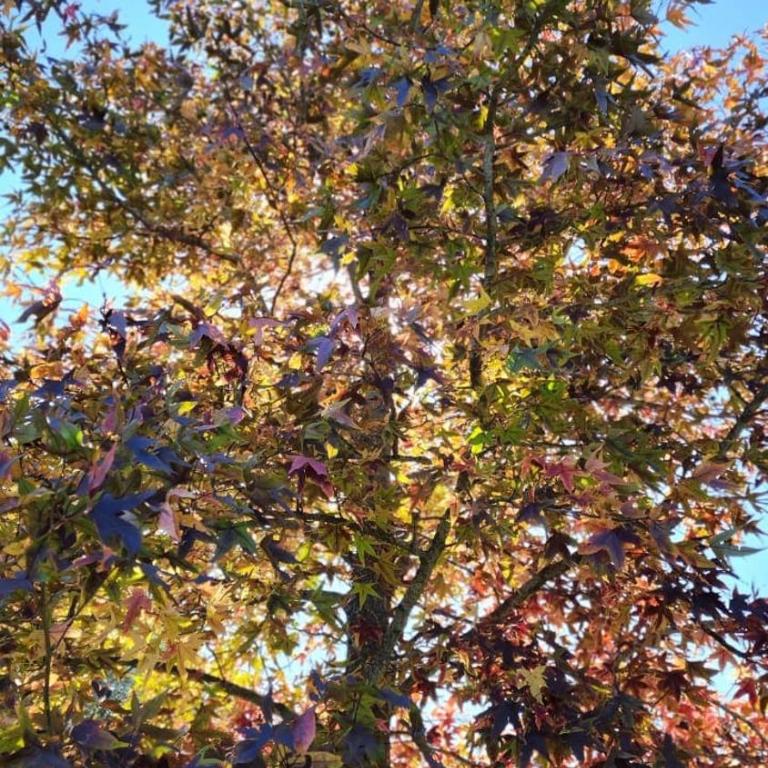 Casa de Campo Los Sauces - Casa de 4 dormitorios - 51