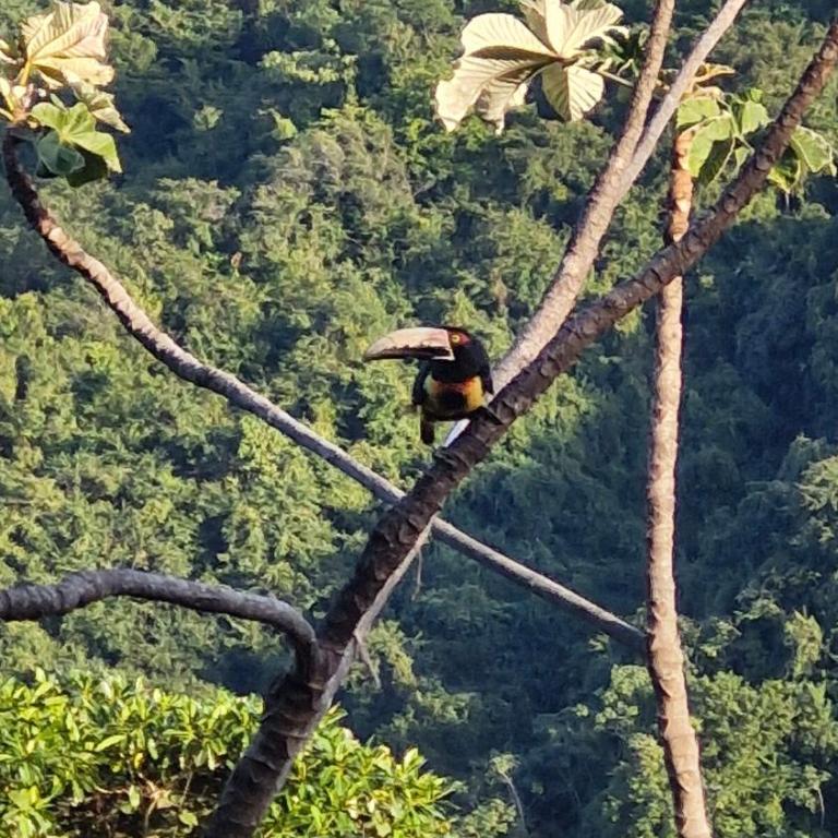 Mountain Cabin, Minca - Apartamento de 1 dormitorio - 13