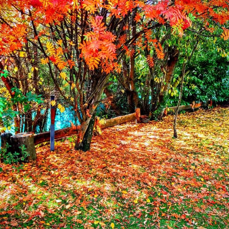 Blue Bird House - Chalet - 53