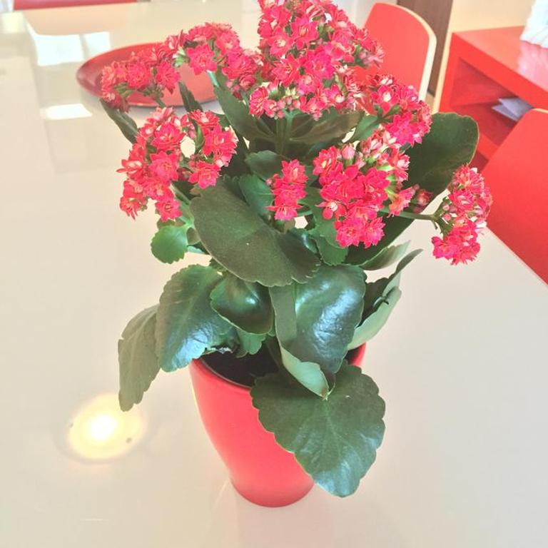 Baia Giardini Apartments - Appartamento Superior - 12