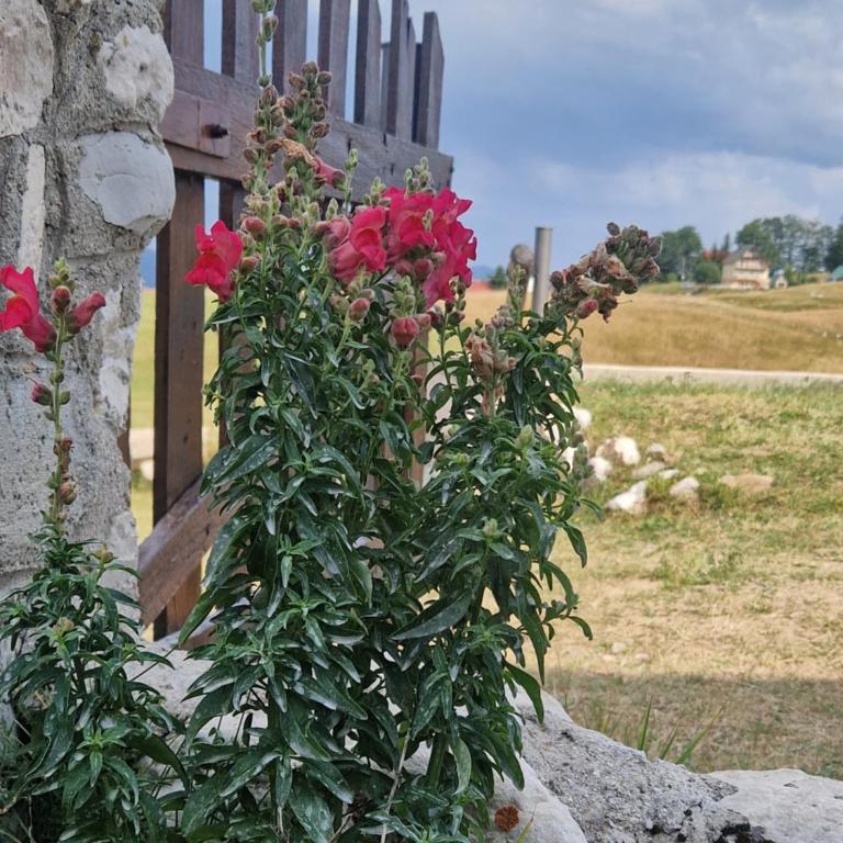 Biser Durmitora - Vacation Home - 28