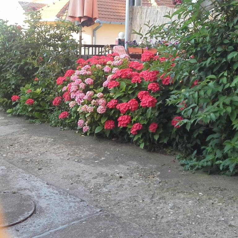 Guest house Mirijevski Konak - Dvokrevetna Soba sa Bračnim Krevetom i Balkonom (2 Odrasle Osobe + 1 Dete) - 14