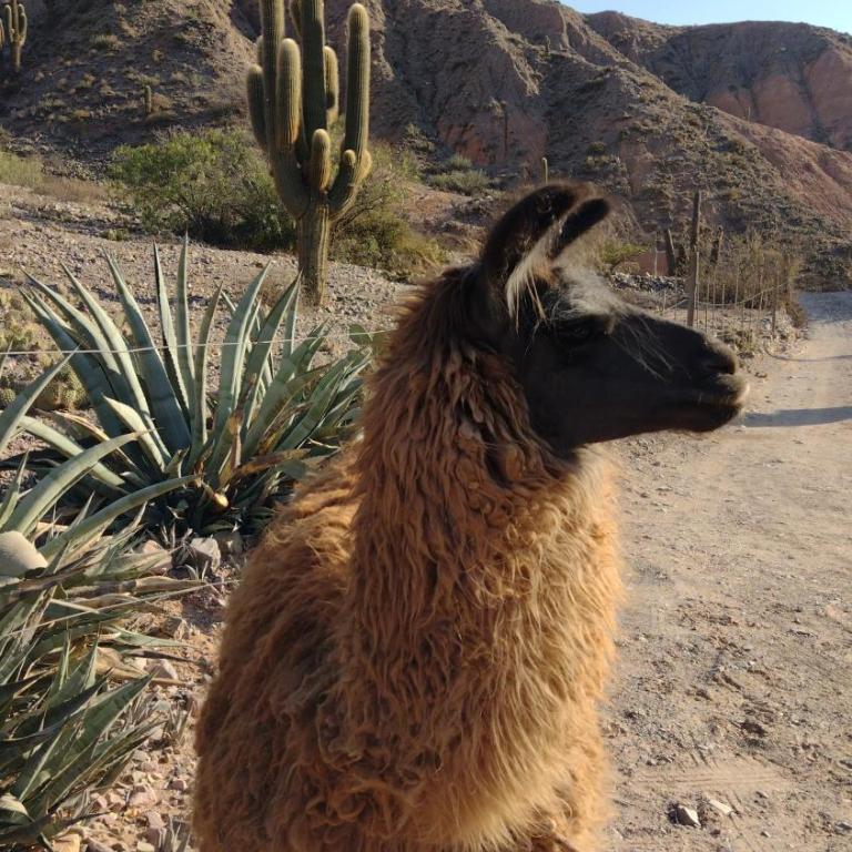 Dormir con llamas - Two-Bedroom Chalet - 18