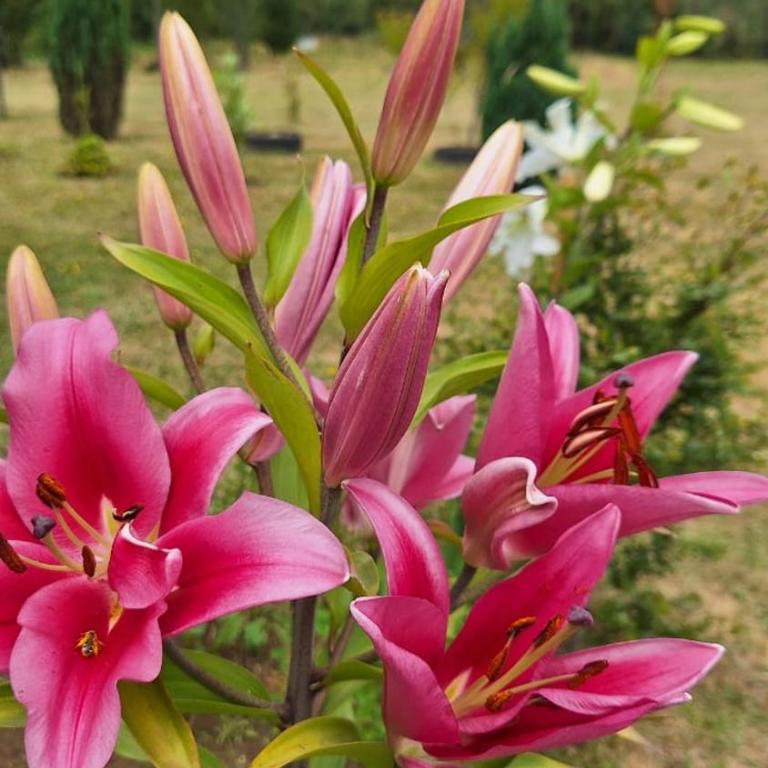 Casa de campo - Casa de 3 dormitorios - 18