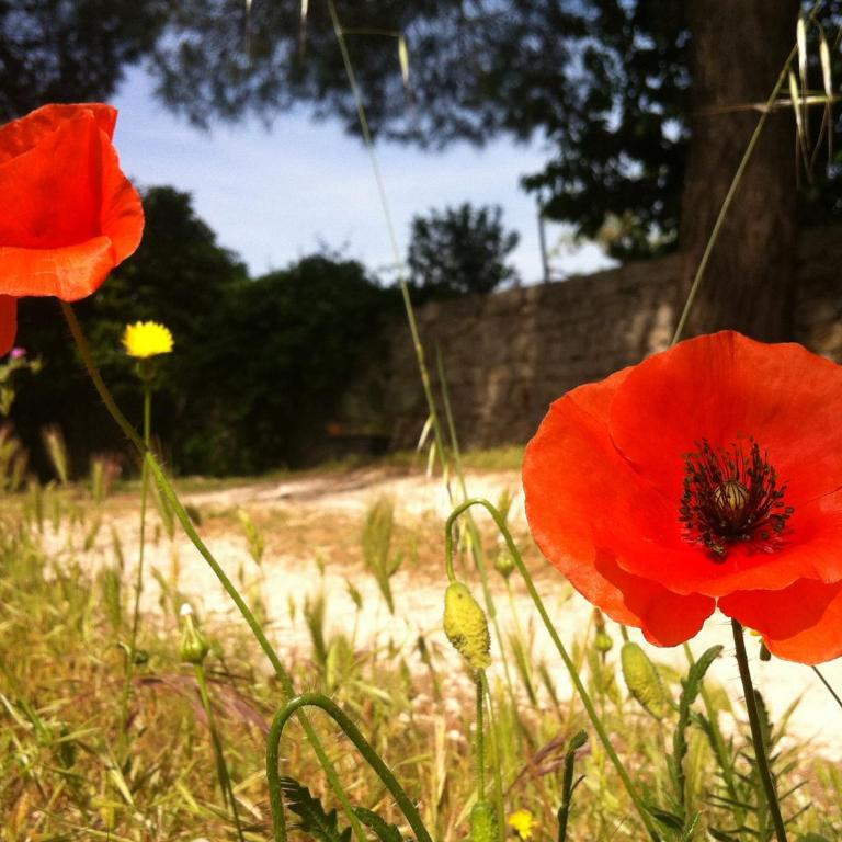 I Giardini di Pomona - Appartamento con 2 Camere da Letto - 11