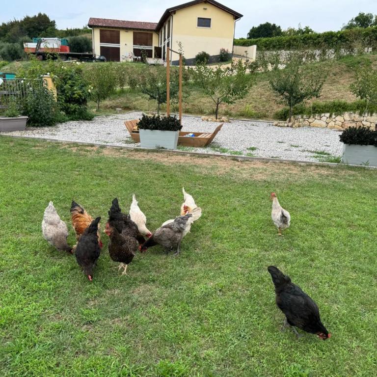 Agriturismo Corte Busòla jacuzzi riscaldata uso esclusivo ad un passo da Verona - Appartamento con 1 Camera da Letto - 35