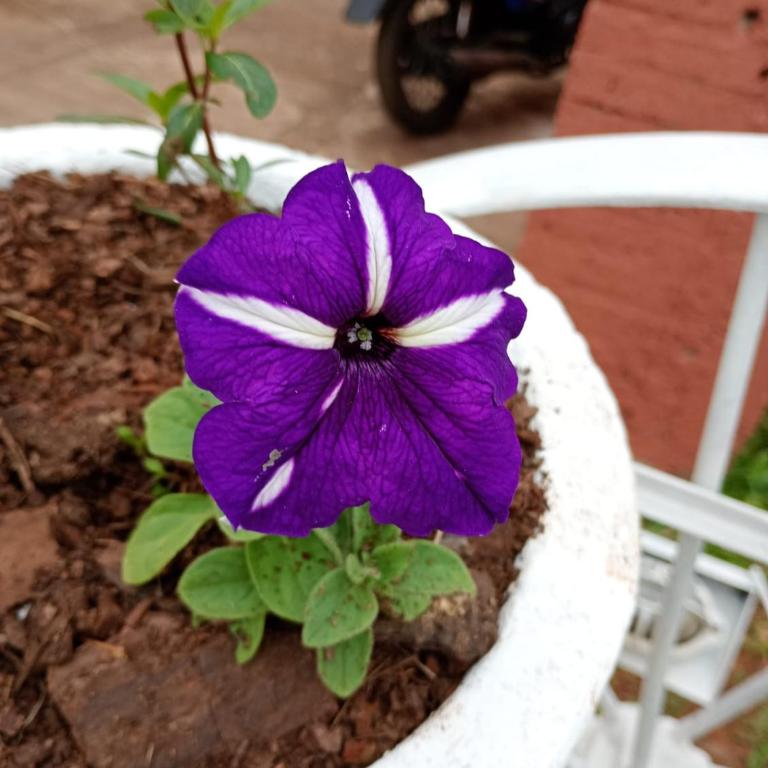 Finca las Azaleas - Casa con 1 dormitorio - 8