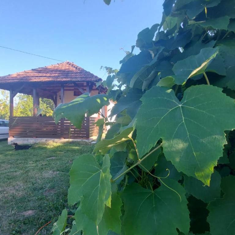 MALA KOLA - Weekend House - Kuća sa 1 Spavaćom Sobom - 5
