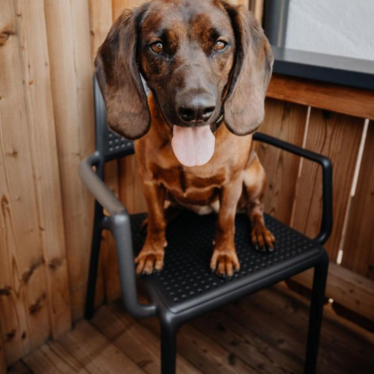 Hotel Grimming dogs&friends - Doppelzimmer mit Dusche - 6