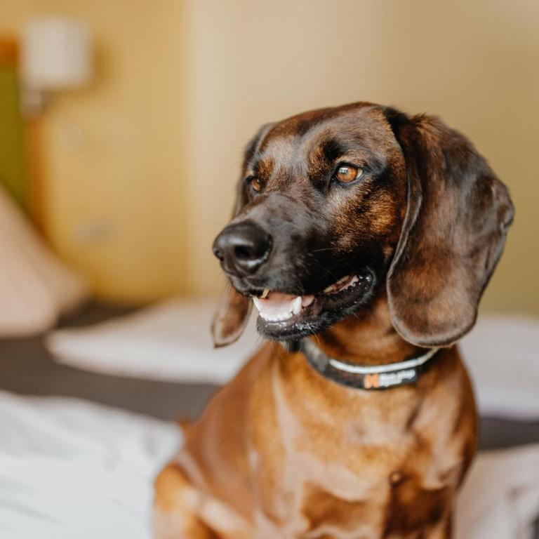 Hotel Grimming dogs&friends - Doppelzimmer mit Dusche - 10