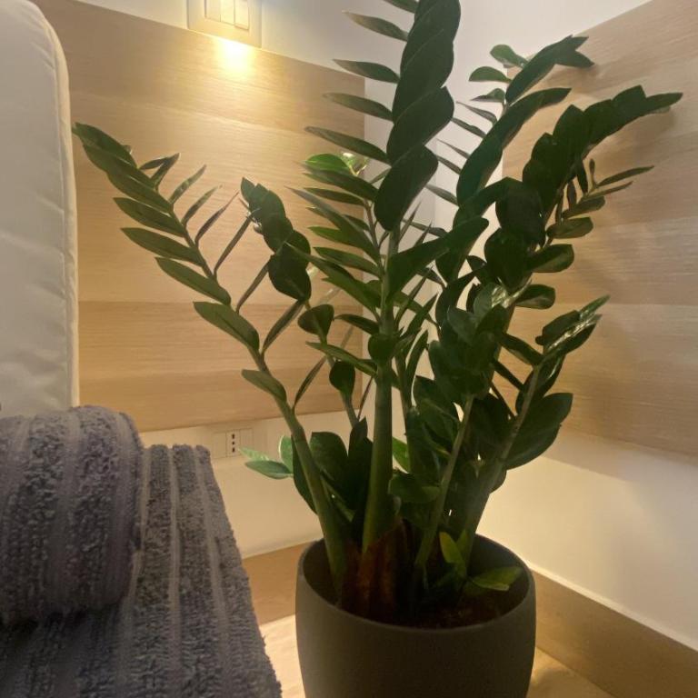 Dimora Vaticano Rome Apartments - Appartamento con 1 Camera da Letto - 54