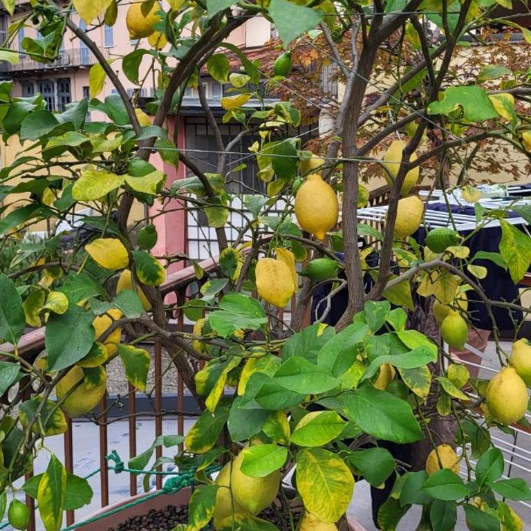 Casa Théméo - Centro città Verbania Intra - Casa con 3 Camere da Letto - 45
