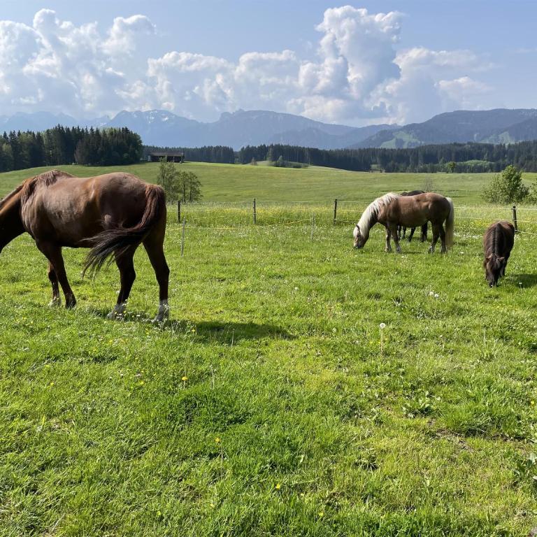 Alpen Panoramahof - Apartment mit 2 Schlafzimmern - 27