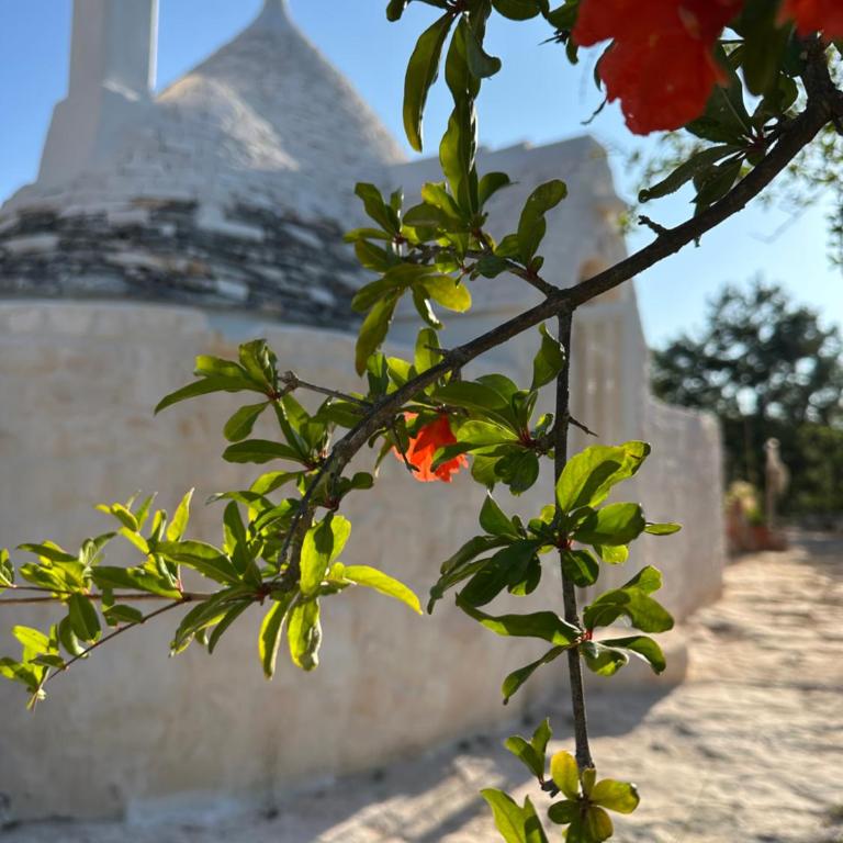 Trulli Oiseaux Migrateurs - Camera Matrimoniale Superior - 1