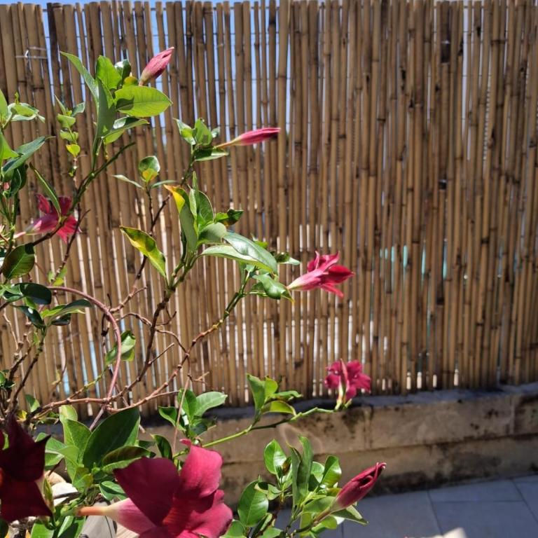 Il Pomo Bianco - Casa Vacanze - 19
