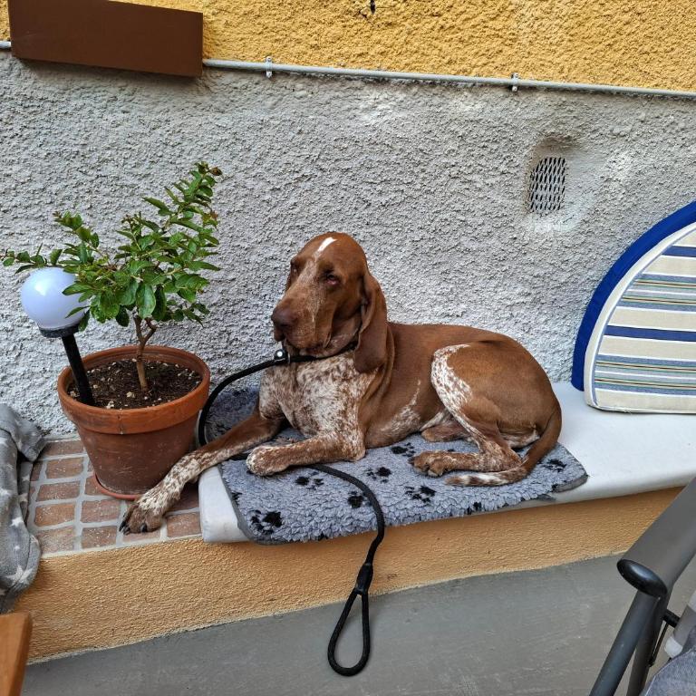 Villa Viola - Appartamento - 19