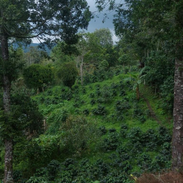 Alojamiento natural rural LOS NOGALES, apartamentos tipo glamping, avistamiento de aves, paisaje cafetero - Apartamento de 1 dormitorio - 18