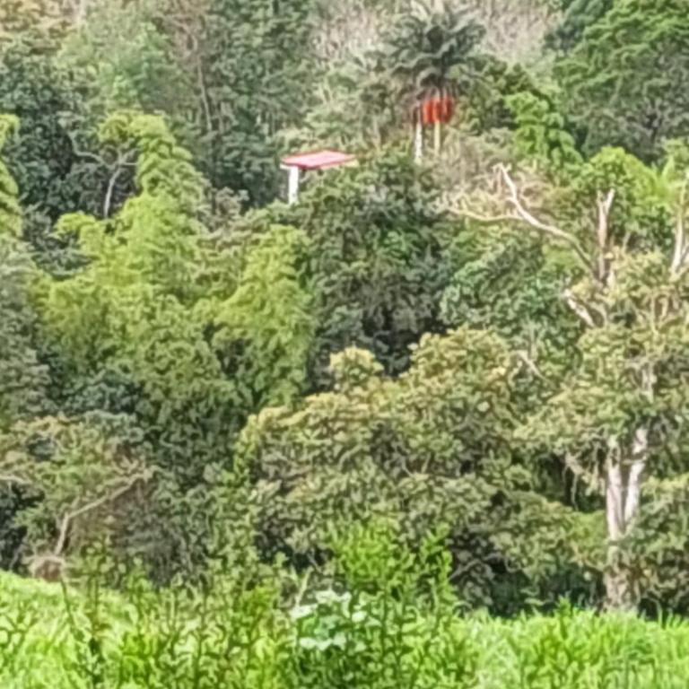 Alojamiento natural rural LOS NOGALES, apartamentos tipo glamping, avistamiento de aves, paisaje cafetero - Apartamento de 1 dormitorio - 26