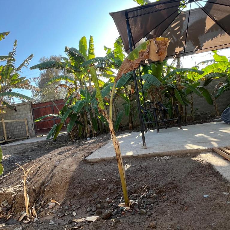 Cabaña Yan-Yan, refugio natural en valle de Azapa - Arica - Two-Bedroom Bungalow - 20