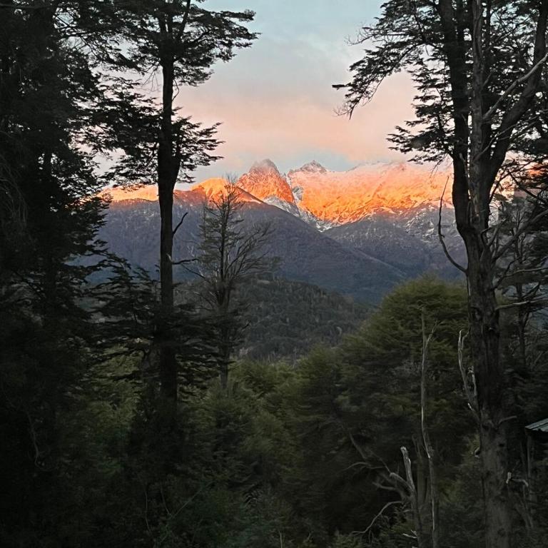 The forest house - Casa de 4 dormitorios - 15