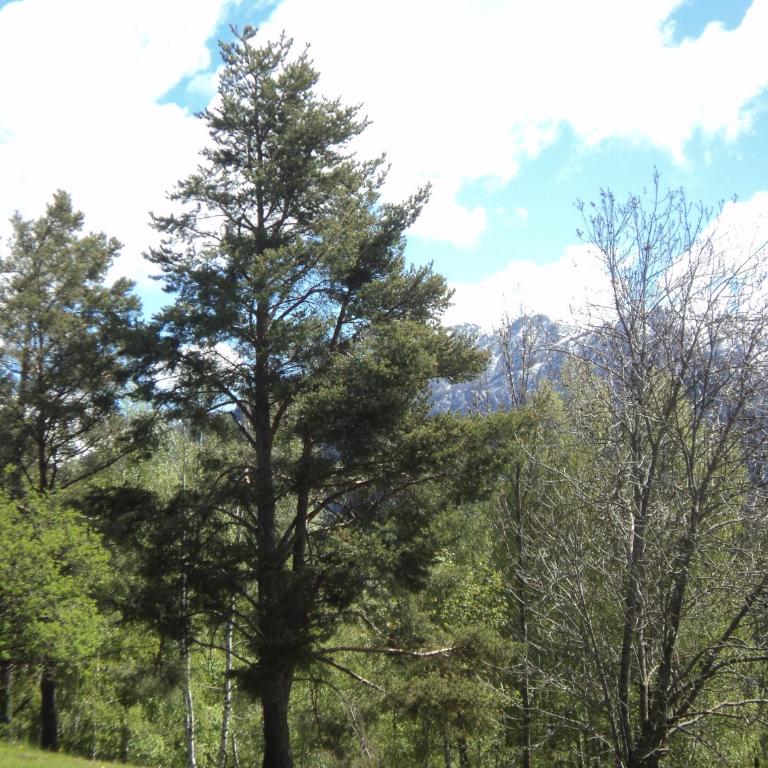 Appartamento Stella Alpina con sauna piscina palestra e posto auto - Appartamento con 2 Camere da Letto e con Vista Montagna - 67