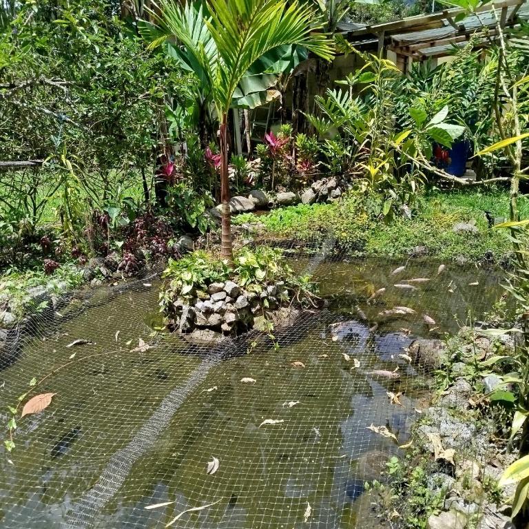 Larita' Rose MINDO Hospedaje y casita de Campo Los Guayabales - Habitación Doble con baño privado - 7