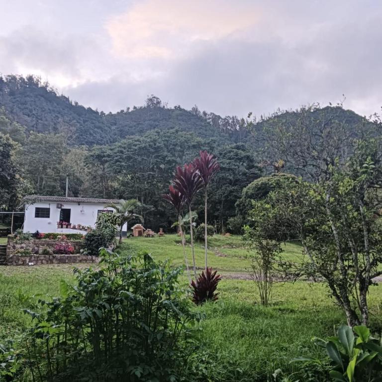 Villa Alegría - Casa - 3