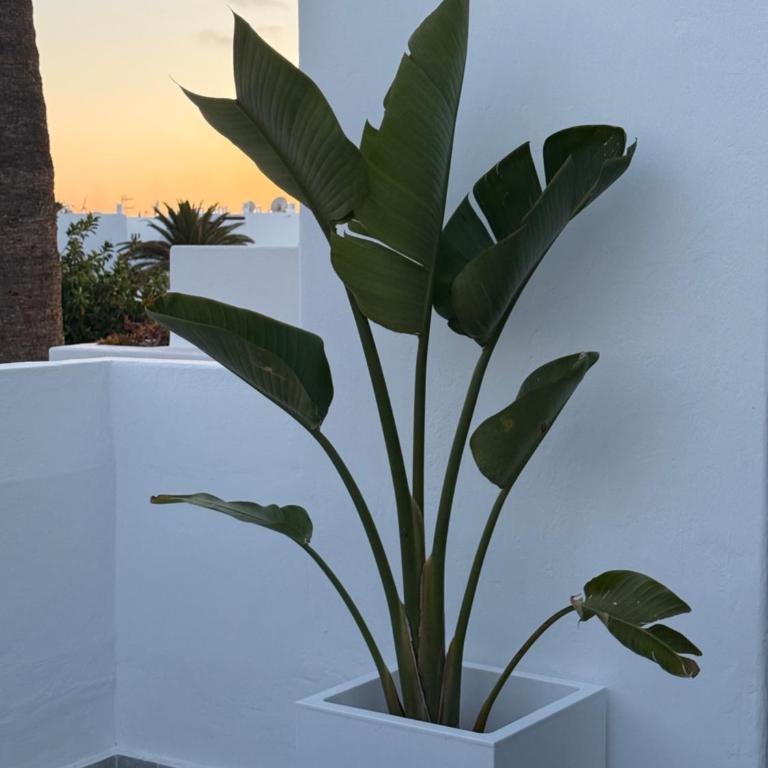 Los Molinos Serenity apartment - Apartamento de 1 dormitorio - 4
