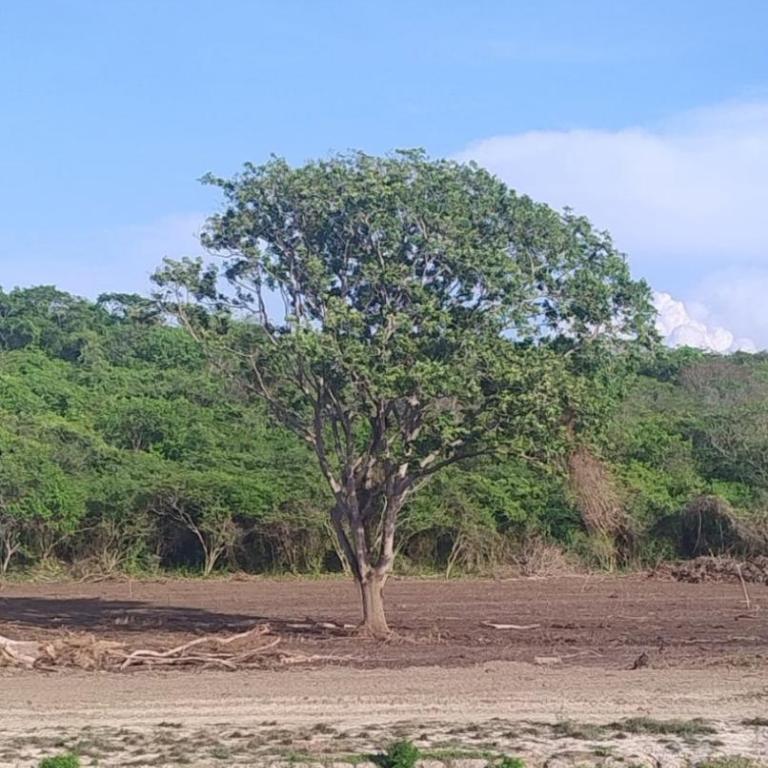 Comfortable apartment near the beach Manzanillo Sector - Apartamento de 3 dormitorios - 3