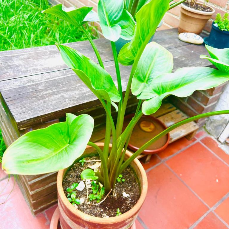 Habitaciones Torre Samsung Cra Septima con Calle 113 - Habitación Doble Estándar con baño compartido - 8