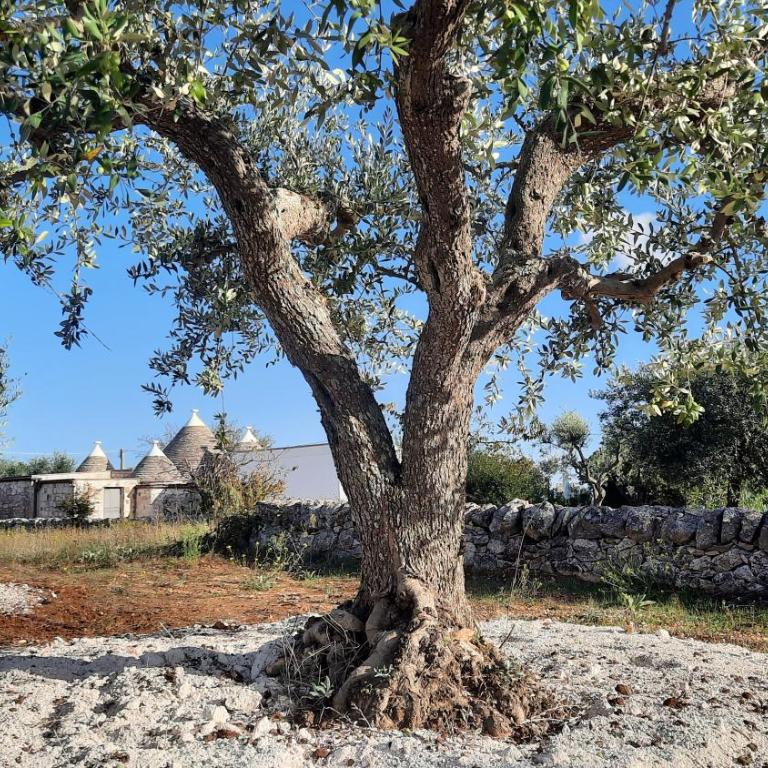 Trullo Olivia con piscina riscaldata, natura e relax - Three-Bedroom House - 56