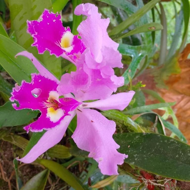 El Palmar Cerritos - Casa de 3 dormitorios - 39