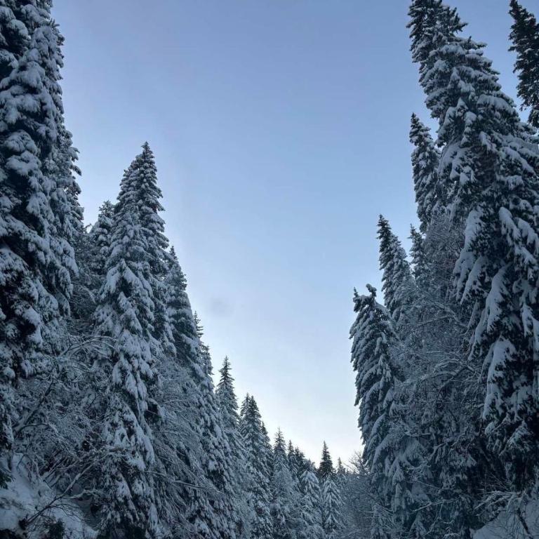 Ski-in Apartment Jahorina - One-Bedroom Apartment - 22