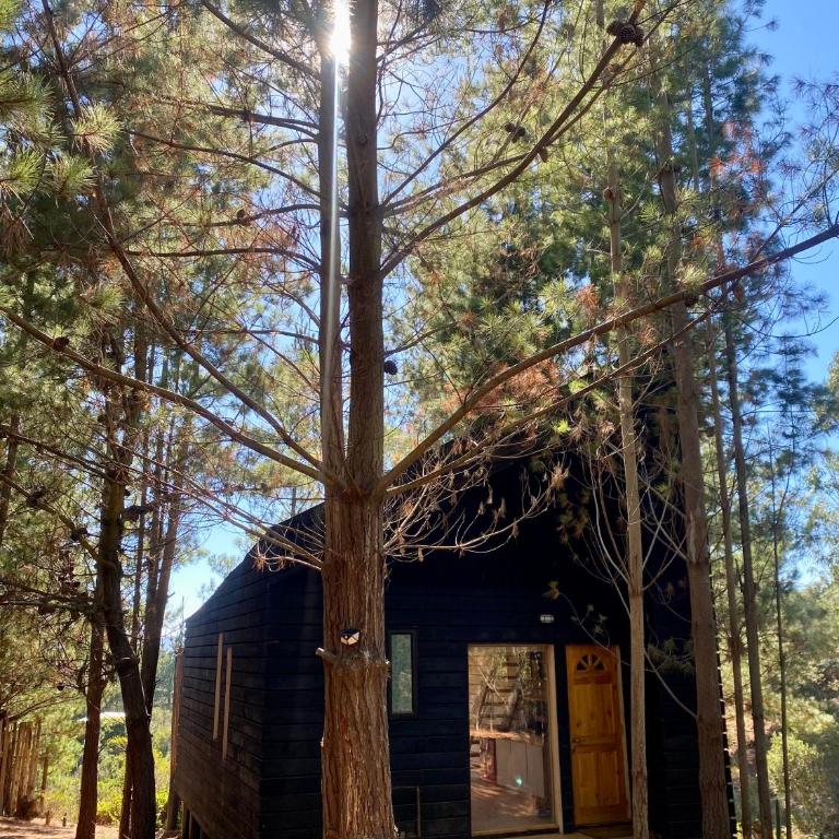 Tiny Houses del bosque - One-Bedroom House - 2
