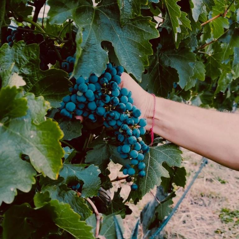 Finca Las Corzuelas - Casa con 1 dormitorio - 7