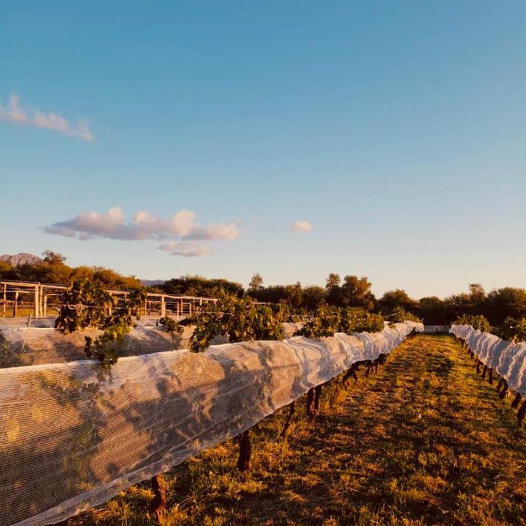 Finca Las Corzuelas - Casa con 1 dormitorio - 8