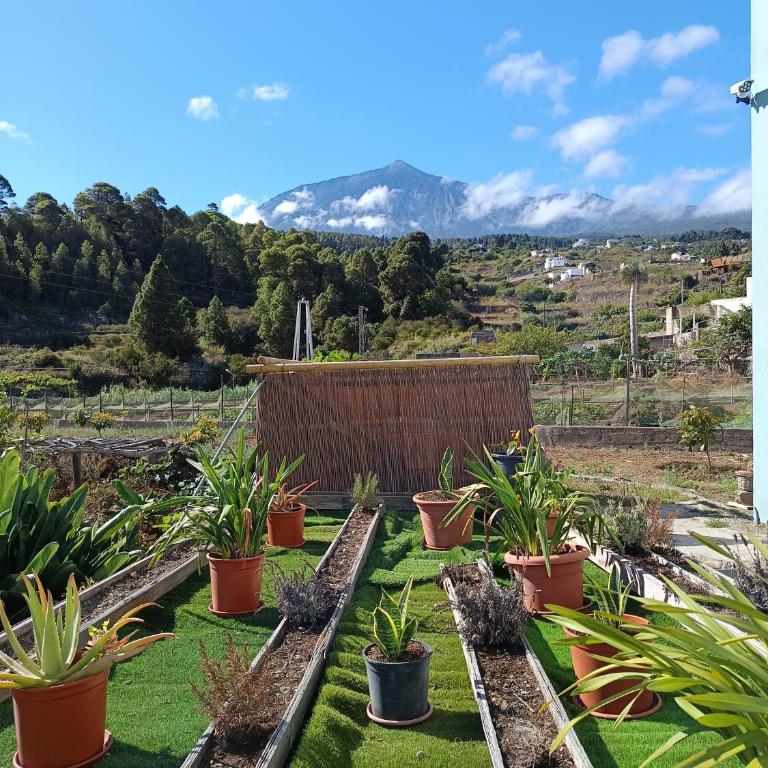 Loft Vista al Teide - Apartamento de 1 dormitorio - 5