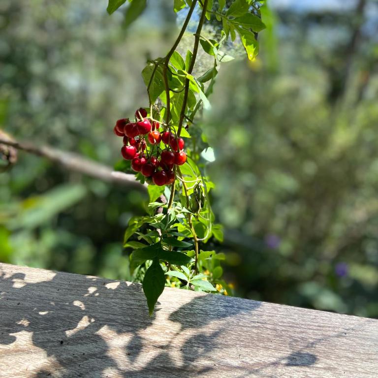 Casa Ashraya ecolodge - Villa de 1 dormitorio - 2