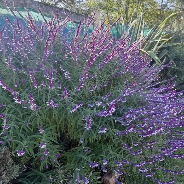 Casa con vista a las Sierras - Two-Bedroom House - 2